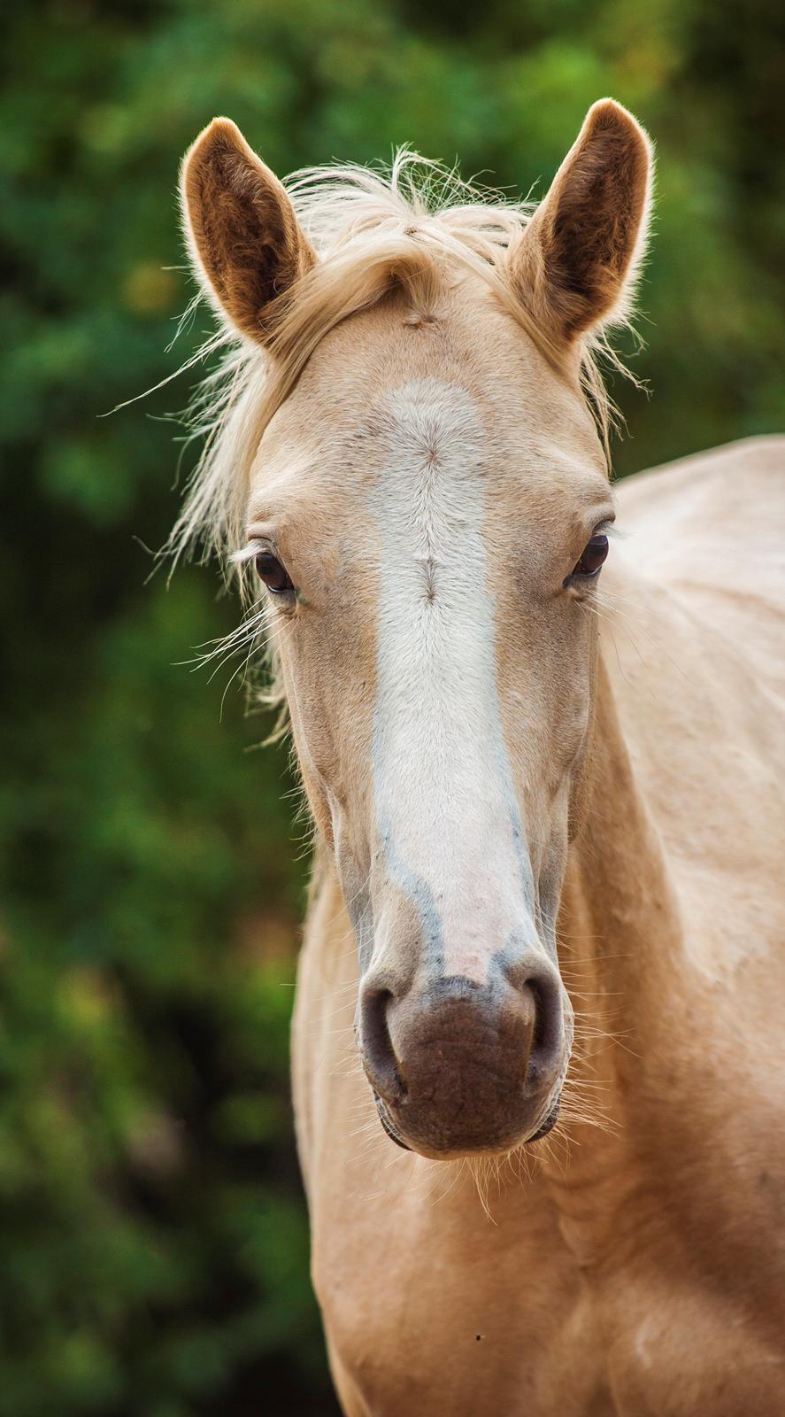 Palomino Miss sunshine *SOLGT* billede 15