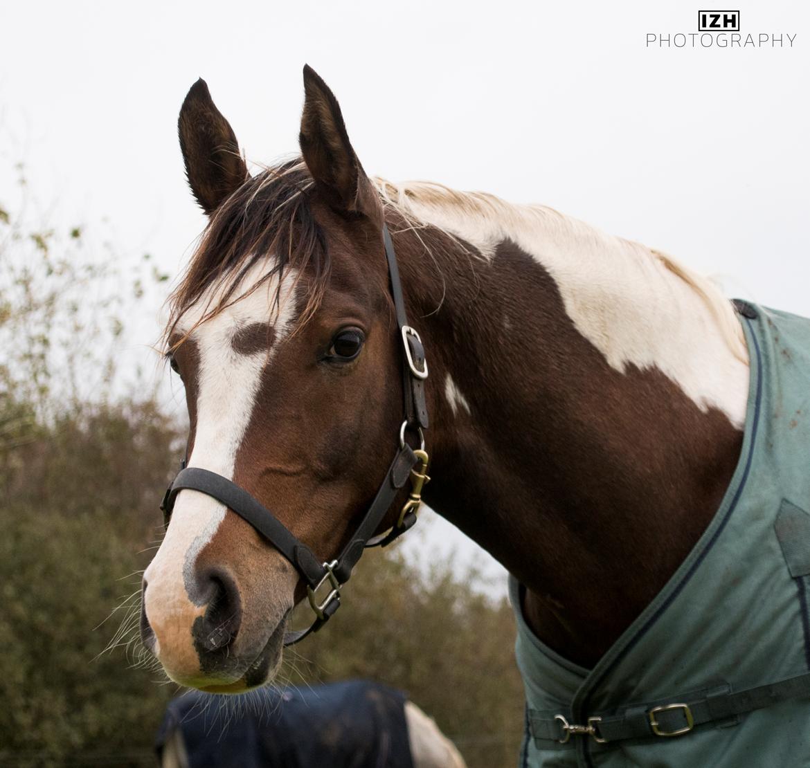 Pinto Araber Phantom's Tarik DE billede 12