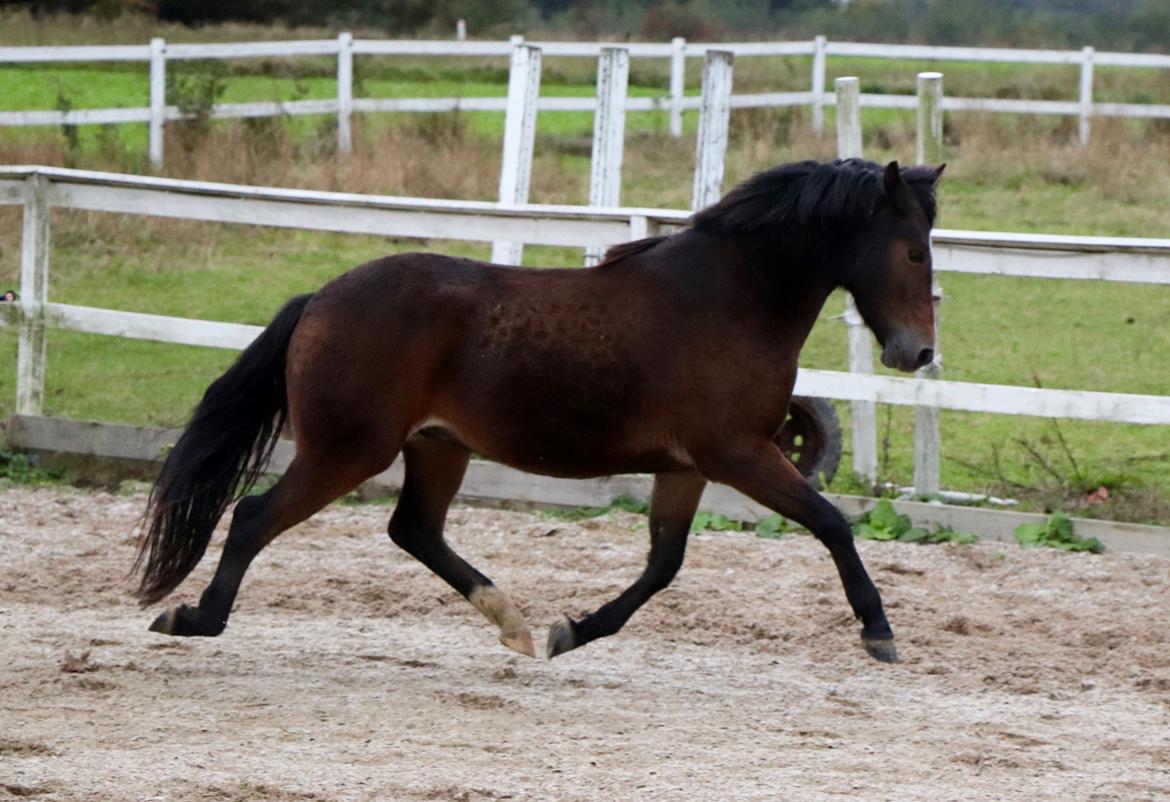 New Forest Bosagergårds Cooper - Oktober 2019 billede 13