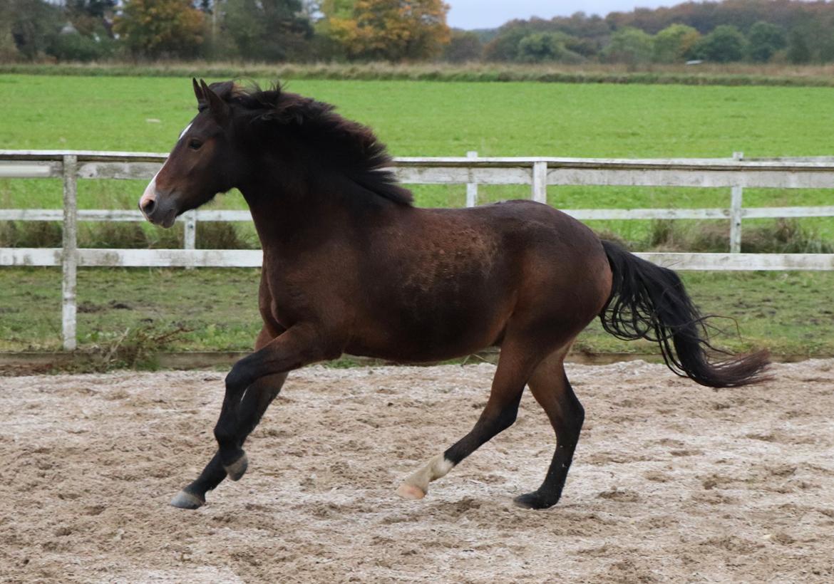 New Forest Bosagergårds Cooper - Oktober 2019 billede 14