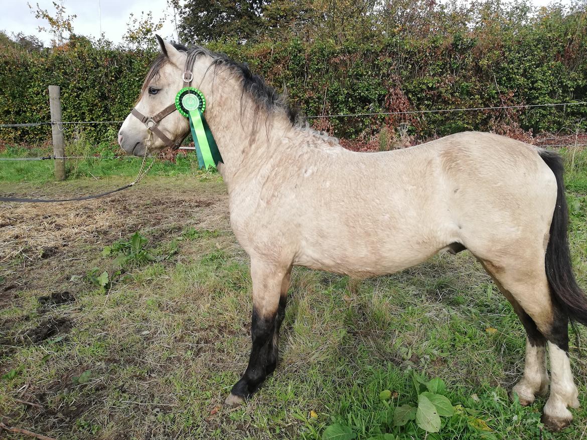 Welsh Pony (sec B) aastrupgaards Heartbeat billede 16