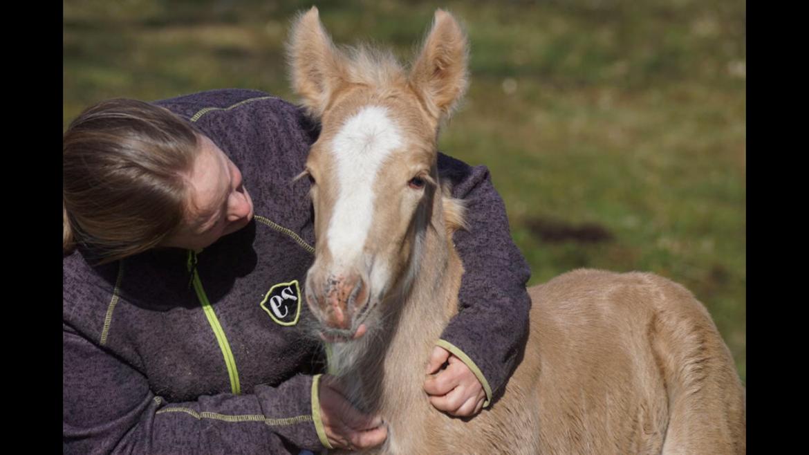 Irish Cob Hauge´s Crème Brûlée billede 5