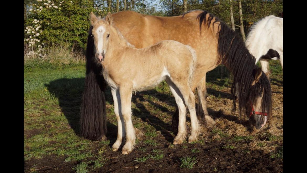 Irish Cob Hauge´s Crème Brûlée billede 6