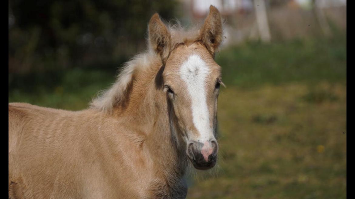 Irish Cob Hauge´s Crème Brûlée billede 8