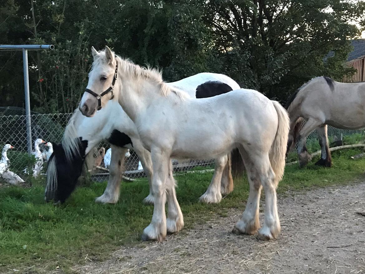 Irish Cob Hauge´s Crème Brûlée billede 9