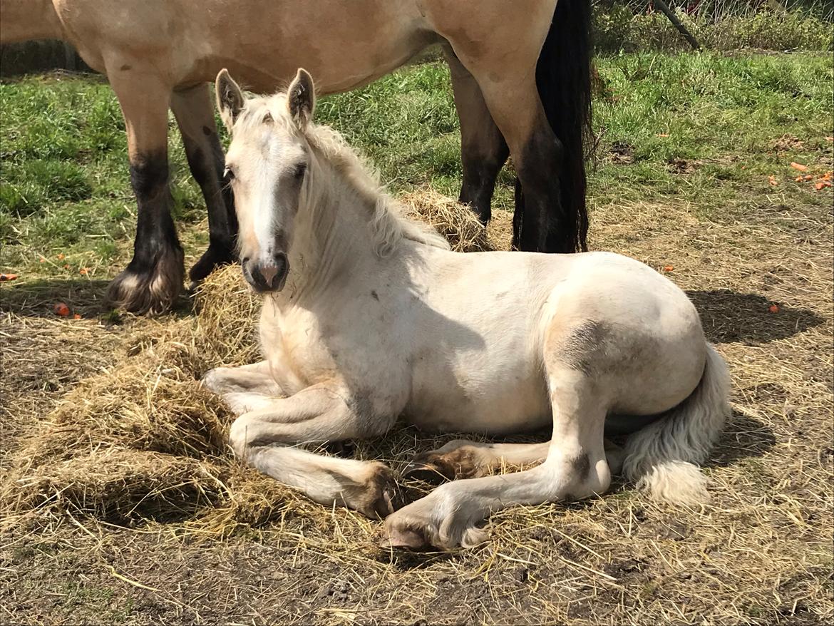 Irish Cob Hauge´s Crème Brûlée billede 10