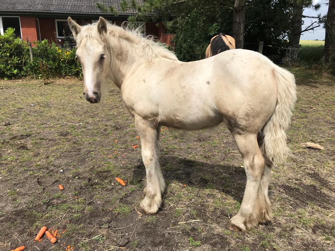 Irish Cob Hauge´s Crème Brûlée billede 11