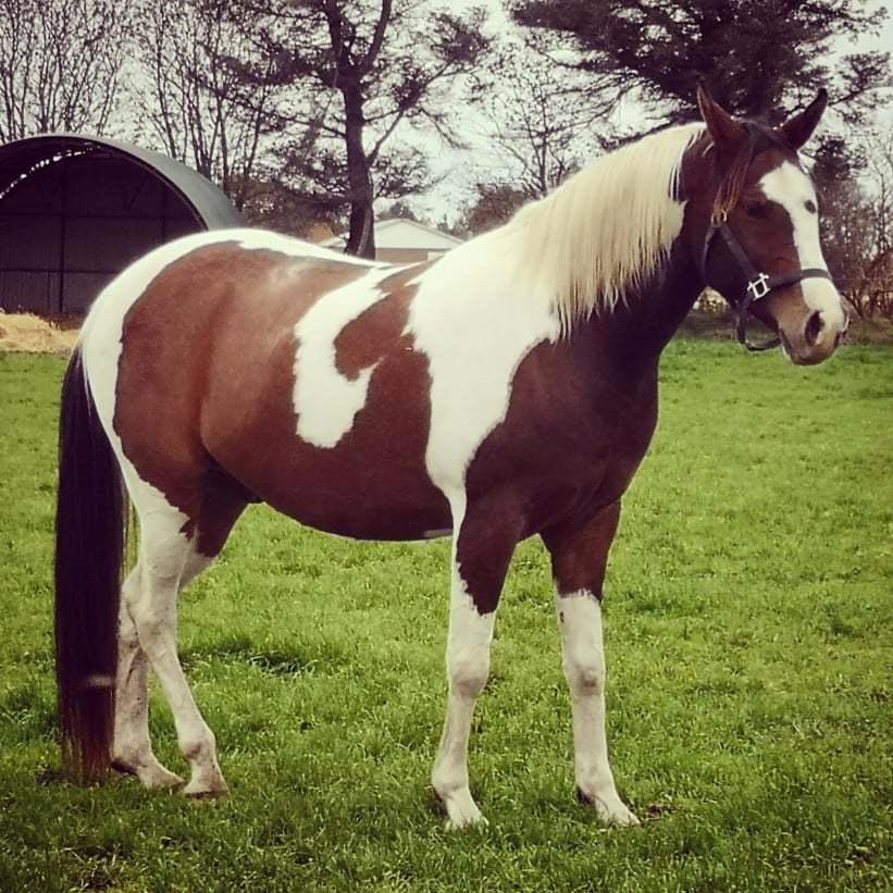 Pinto Araber Phantom's Tarik DE billede 7