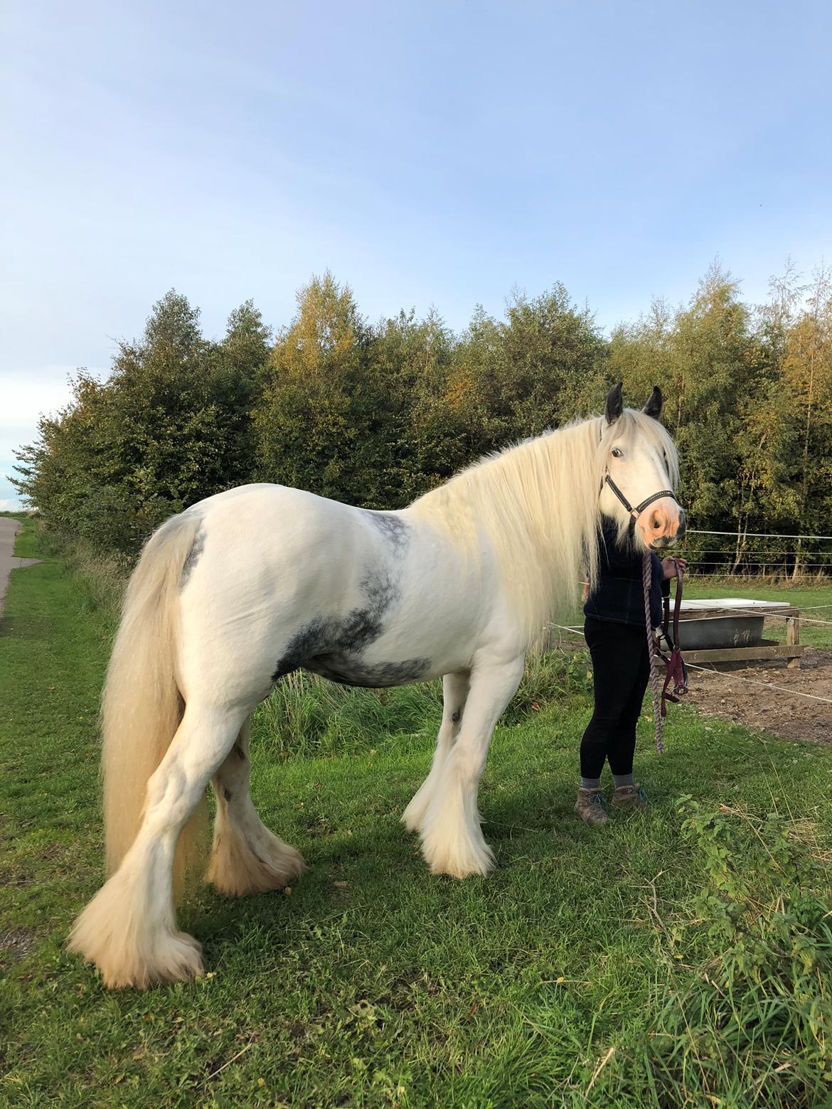 Irish Cob Alana's Ayoe billede 15