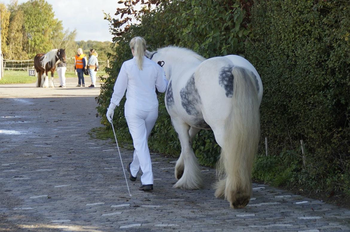 Irish Cob Alana's Ayoe - Kåring i DTF billede 12