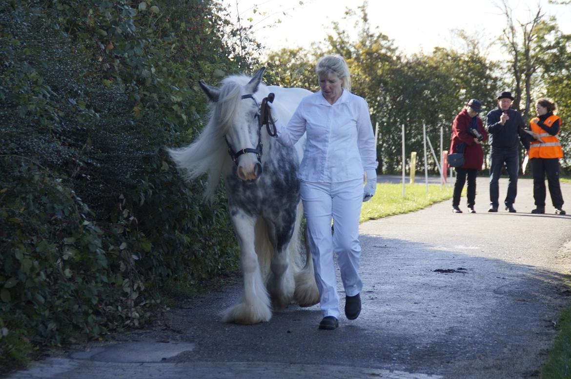 Irish Cob Alana's Ayoe - Kåring i DTF billede 13