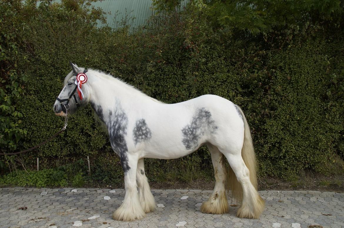 Irish Cob Alana's Ayoe - Kåring i DTF efterår 2018 billede 10