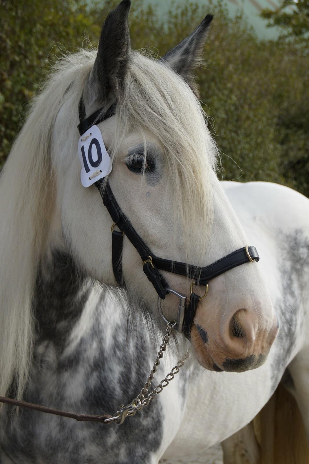 Irish Cob Alana's Ayoe billede 17