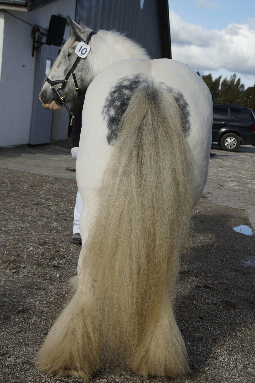 Irish Cob Alana's Ayoe - Kåring i DTF billede 14