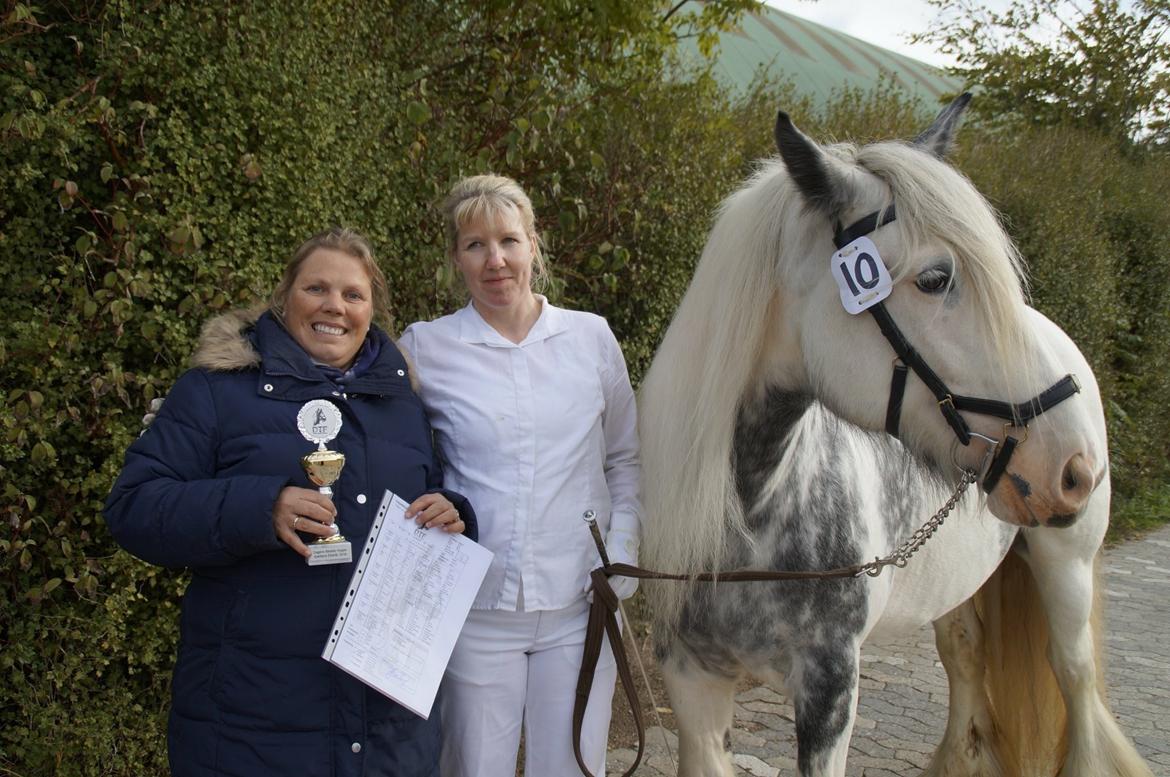 Irish Cob Alana's Ayoe - Dagens bedste hoppe kåring i DTF efterår 2018 billede 18