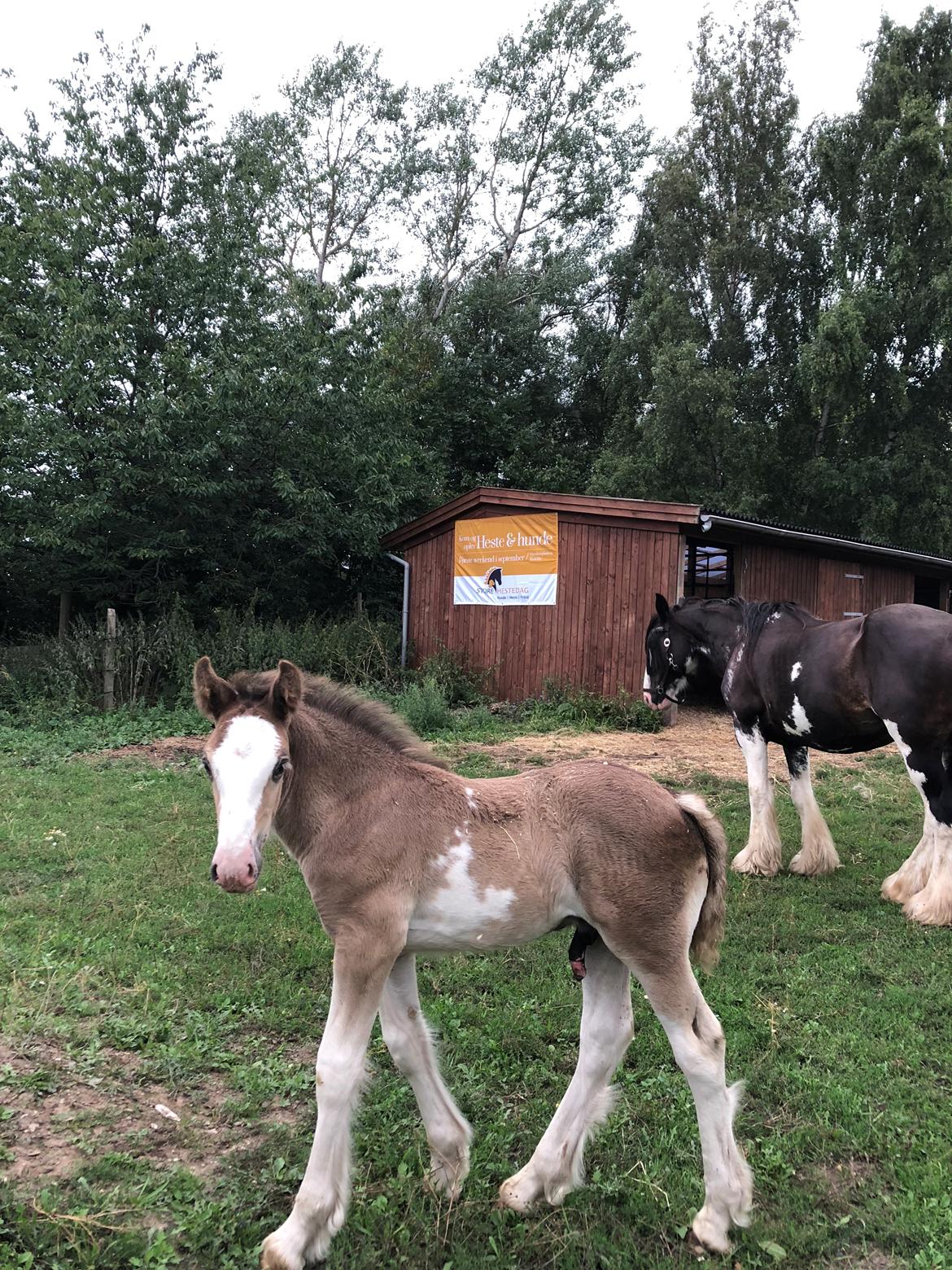 Irish Cob Aslan of Romany Vanner billede 5