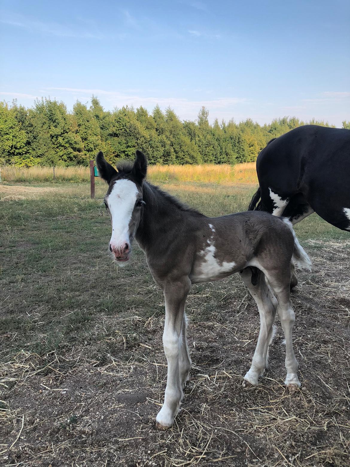 Irish Cob Aslan of Romany Vanner billede 2