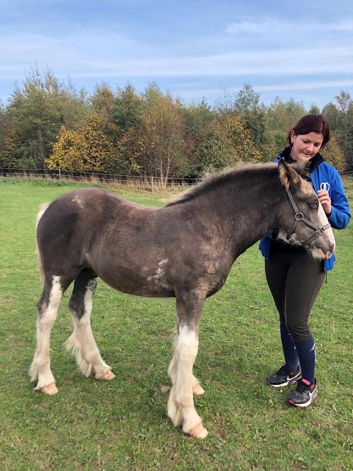 Irish Cob Aslan of Romany Vanner billede 8