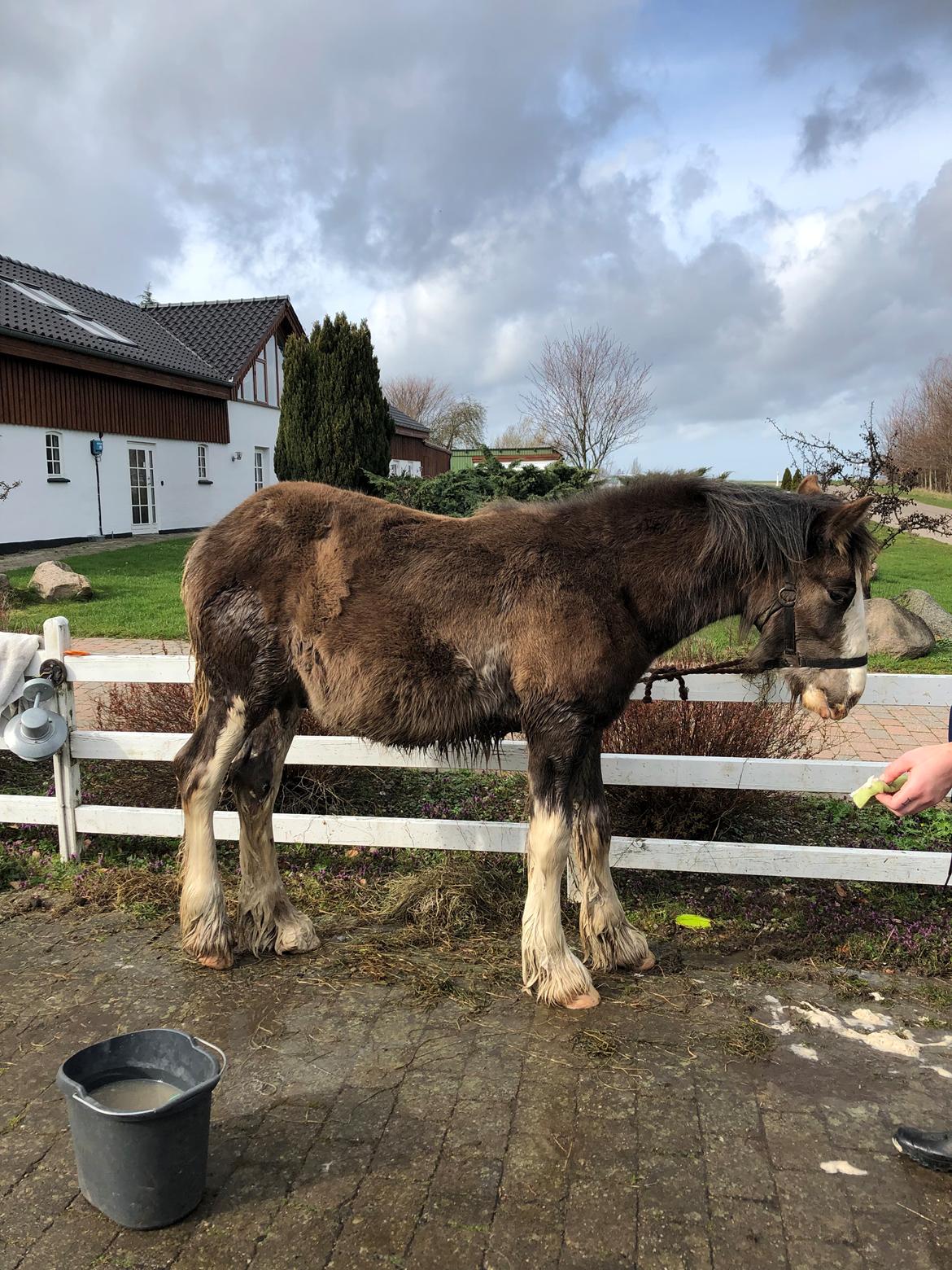 Irish Cob Aslan of Romany Vanner billede 9