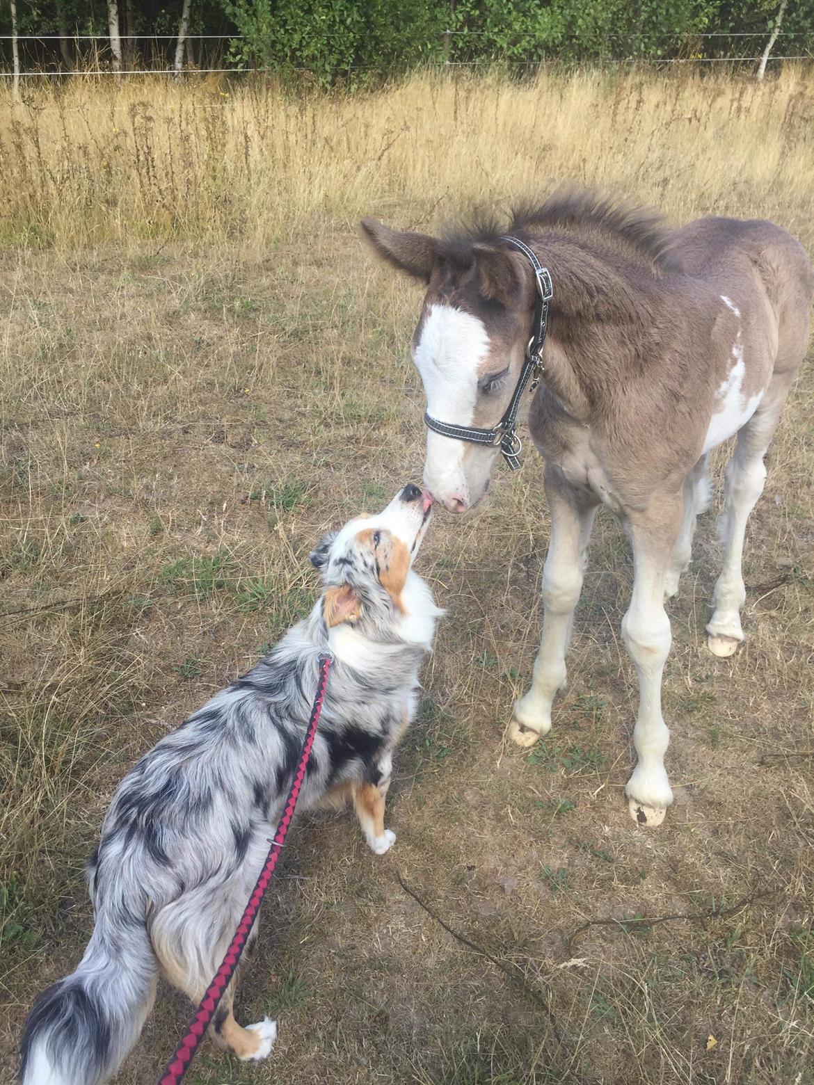 Irish Cob Aslan of Romany Vanner billede 6