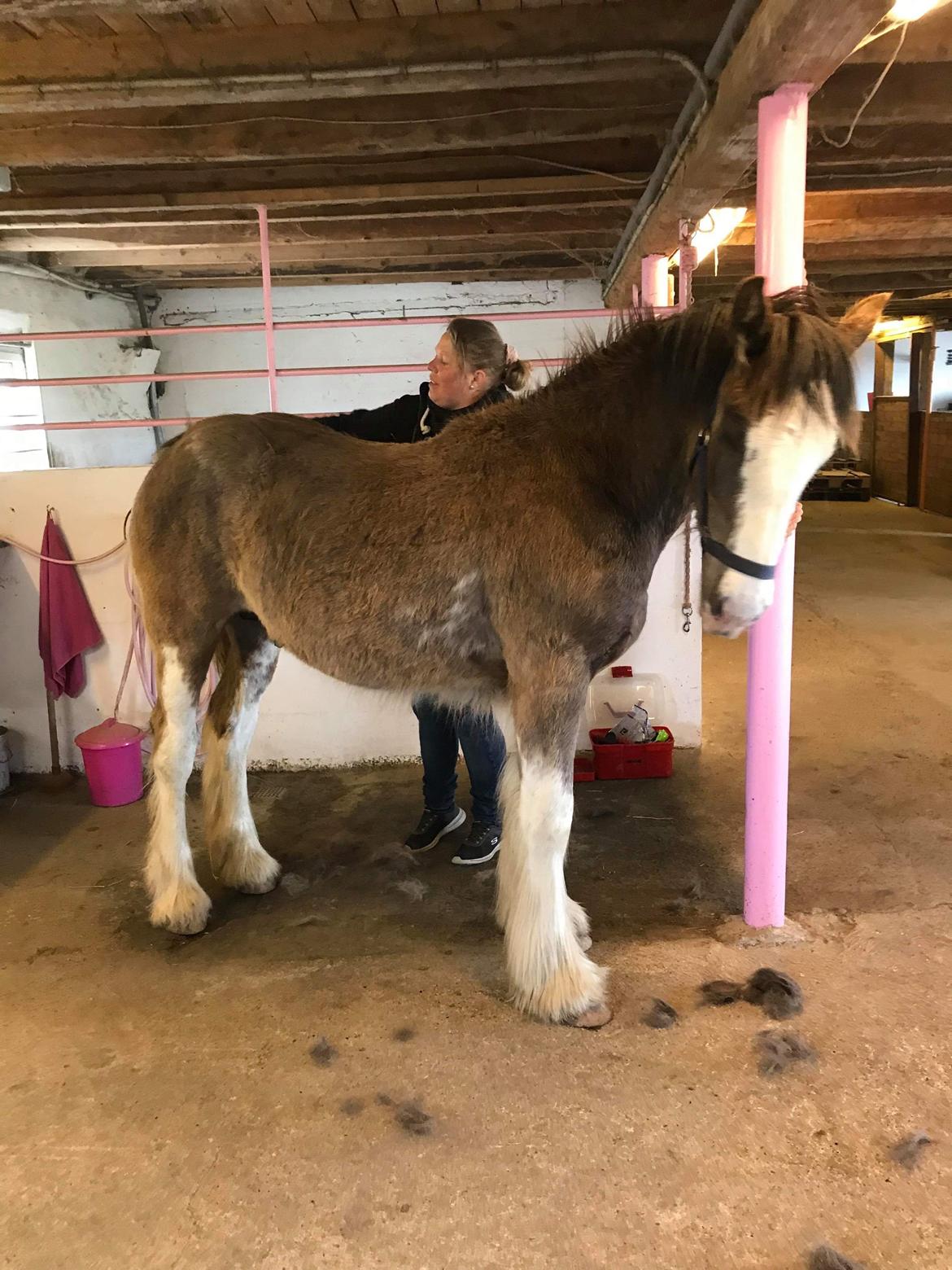 Irish Cob Aslan of Romany Vanner billede 11