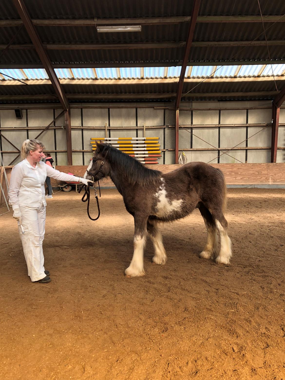 Irish Cob Aslan of Romany Vanner billede 10