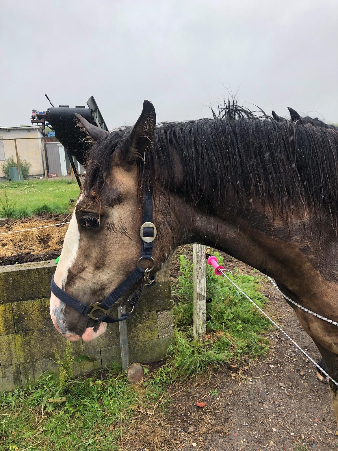 Irish Cob Aslan of Romany Vanner billede 15