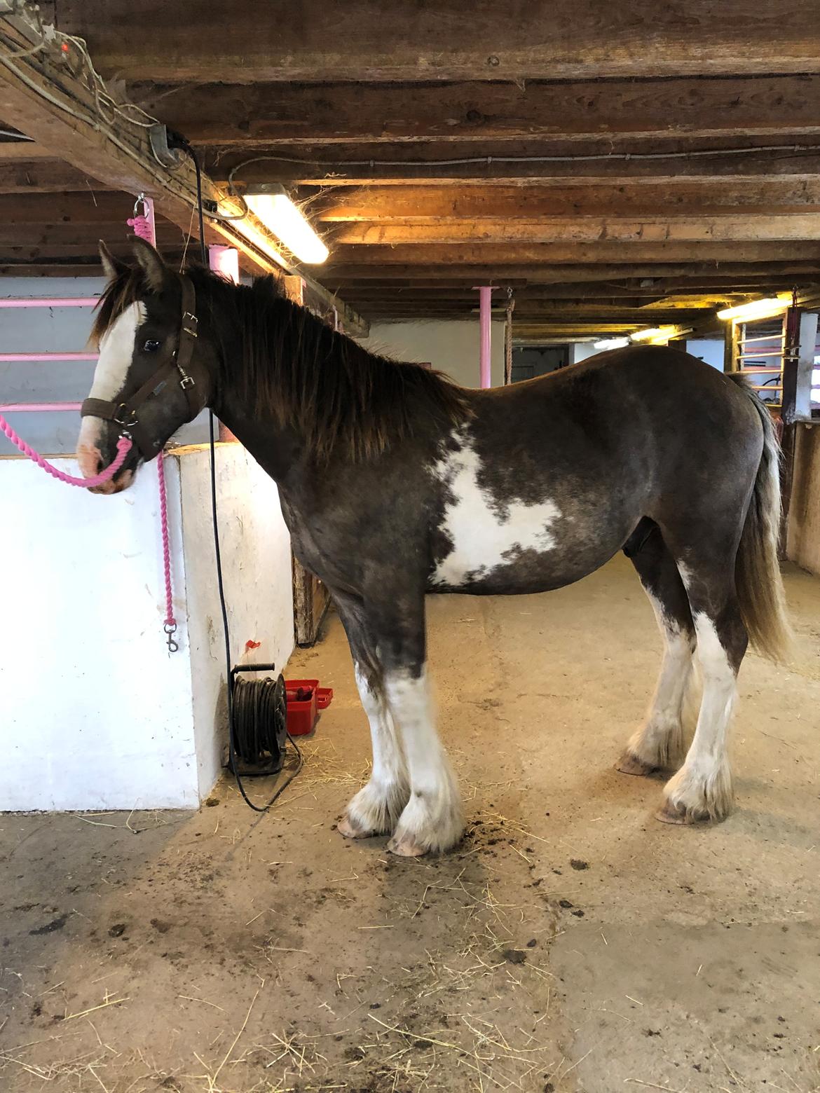 Irish Cob Aslan of Romany Vanner billede 14