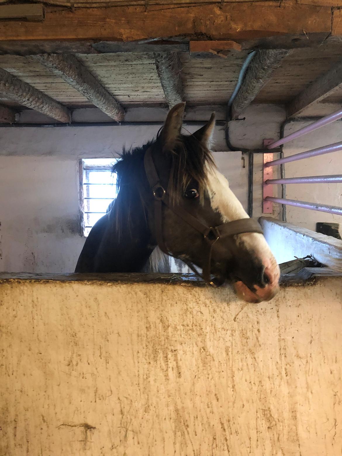 Irish Cob Aslan of Romany Vanner billede 16