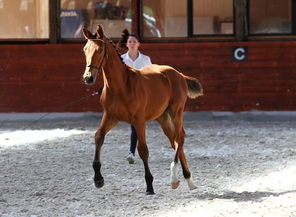 Oldenborg Jokkesminde Freddie (solgt) billede 19