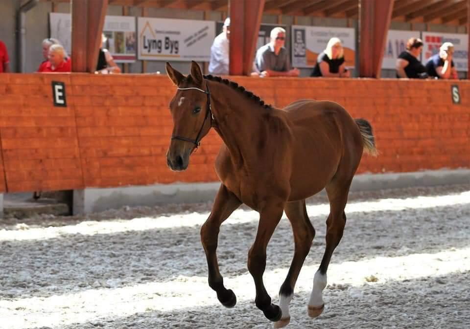 Oldenborg Jokkesminde Freddie (solgt) billede 20