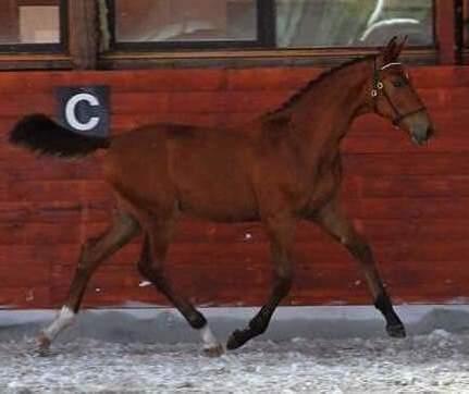 Oldenborg Jokkesminde Freddie (solgt) billede 17