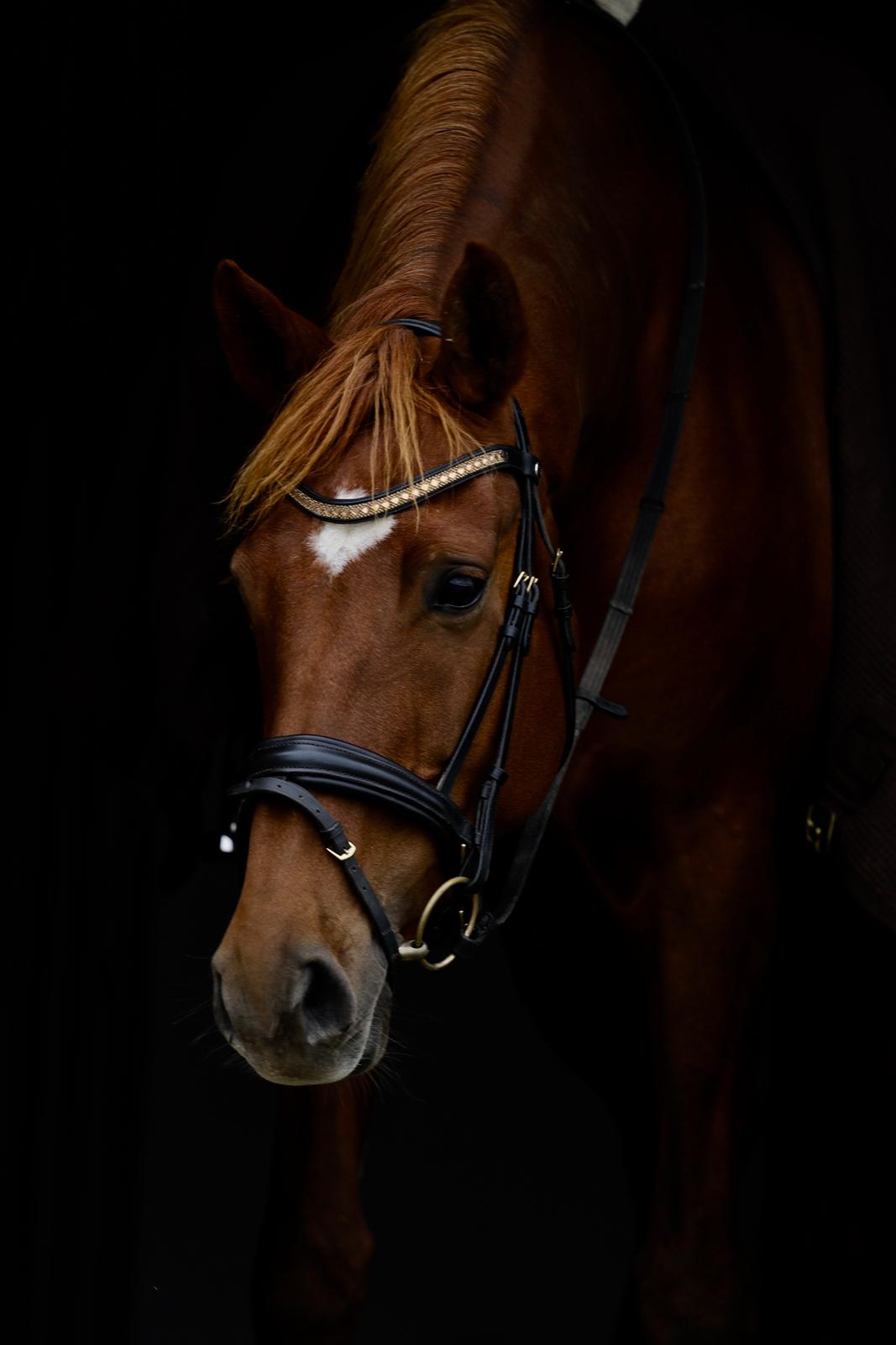 Dansk Varmblod Knunie's Zabella billede 13