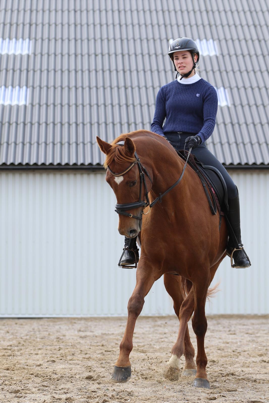 Dansk Varmblod Knunie's Zabella billede 12