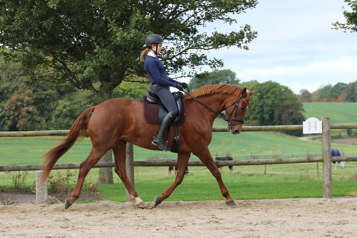 Dansk Varmblod Knunie's Zabella billede 11