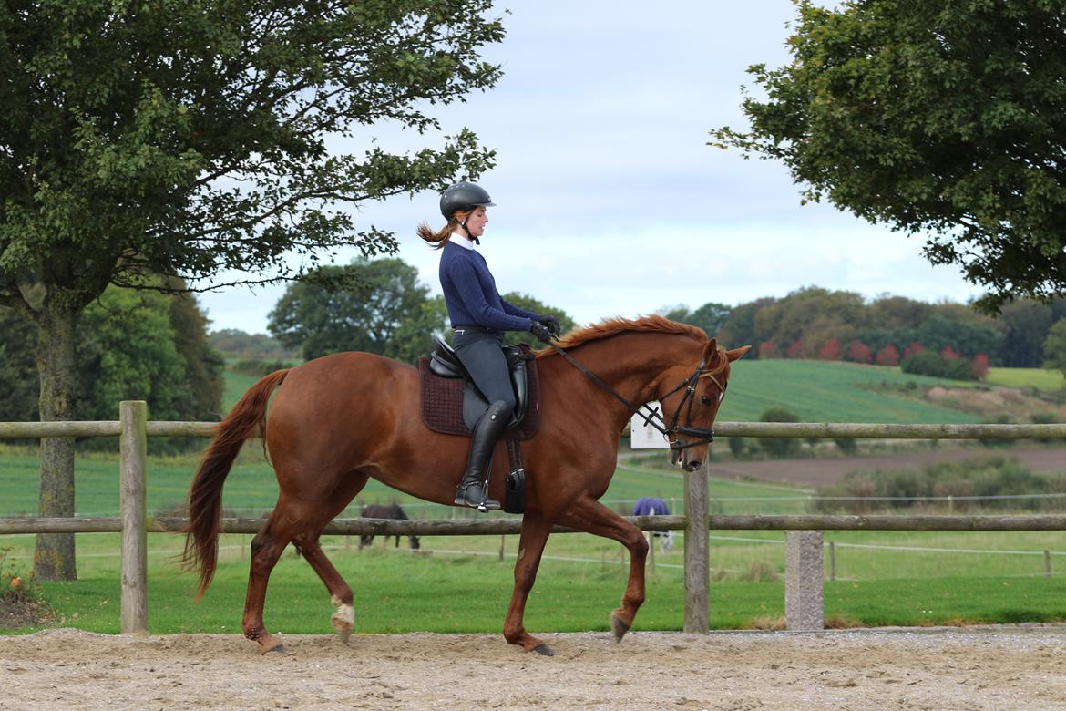 Dansk Varmblod Knunie's Zabella billede 10
