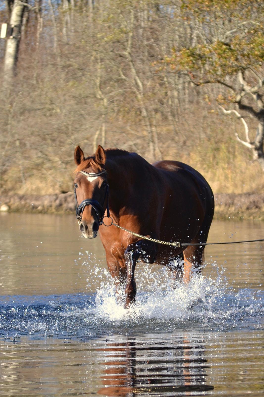 Dansk Varmblod Knunie's Zabella billede 9