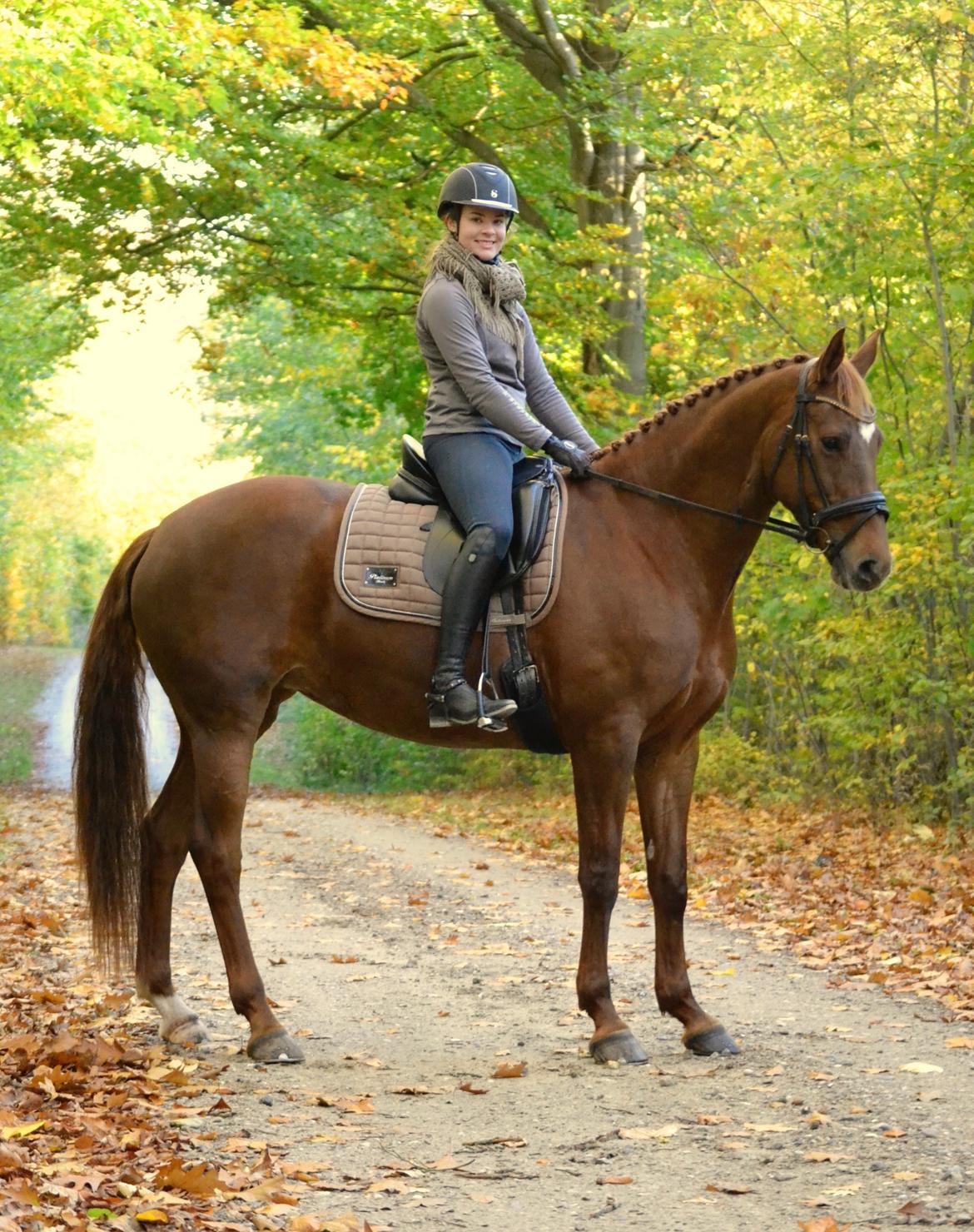 Dansk Varmblod Knunie's Zabella billede 8