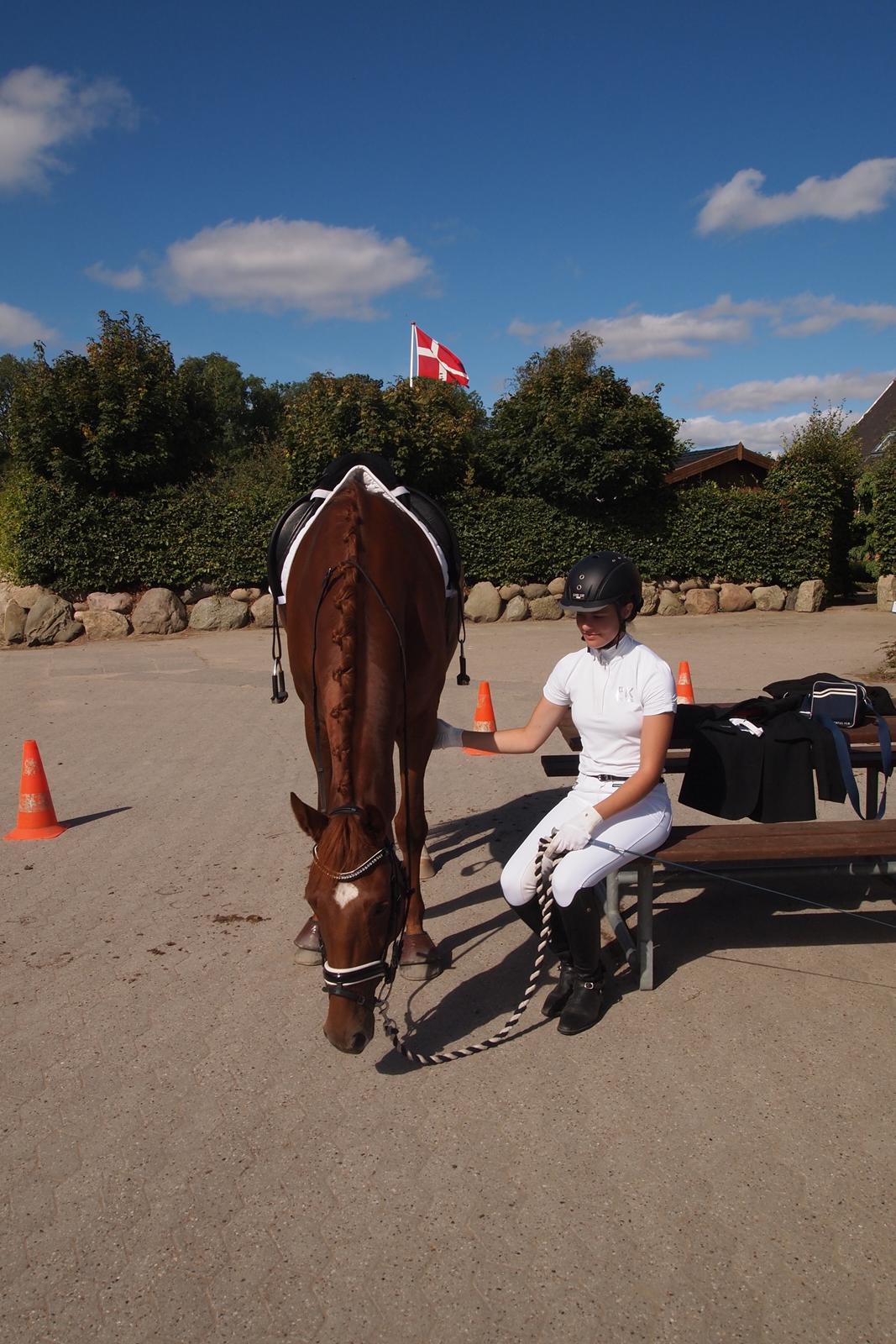 Dansk Varmblod Knunie's Zabella billede 15