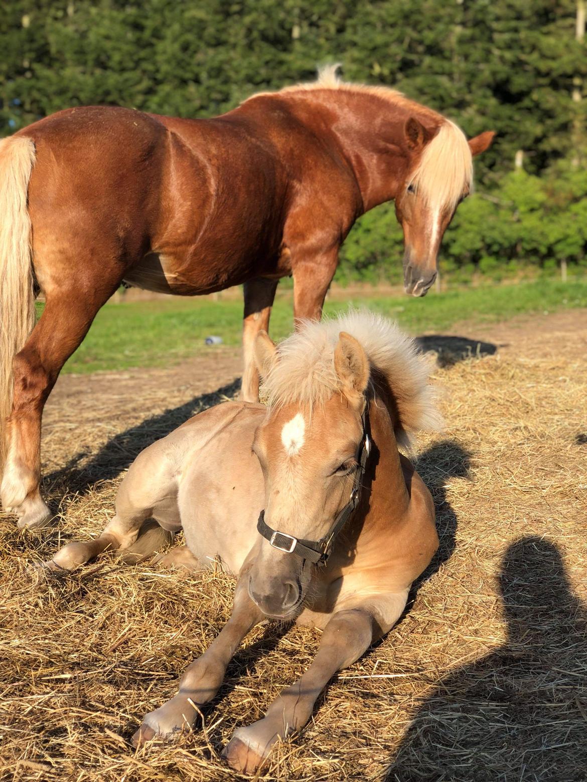 Haflinger Narciso W. K. billede 10