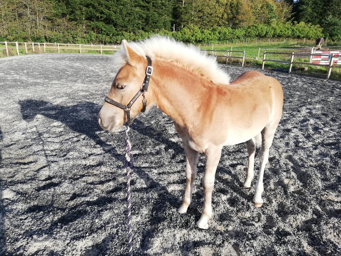 Haflinger Narciso W. K. - Narciso 5 måneder.  billede 11