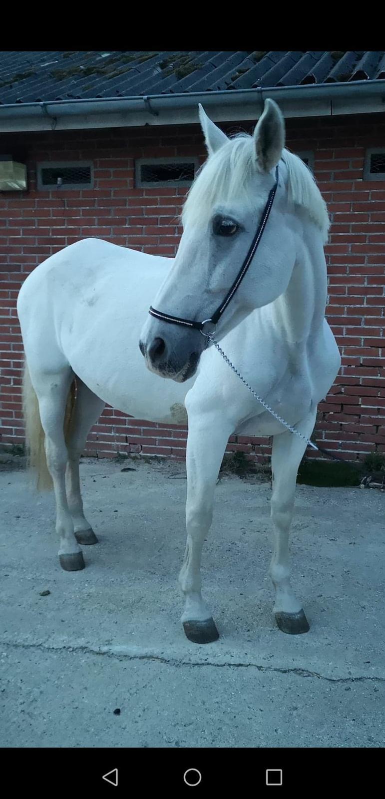 Pura Raza Española Olvidada XII billede 1