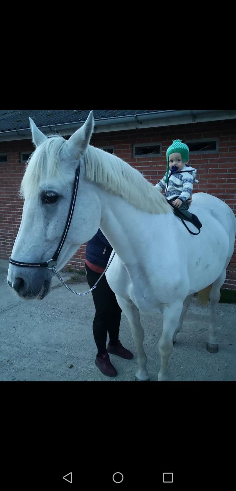 Pura Raza Española Olvidada XII billede 2