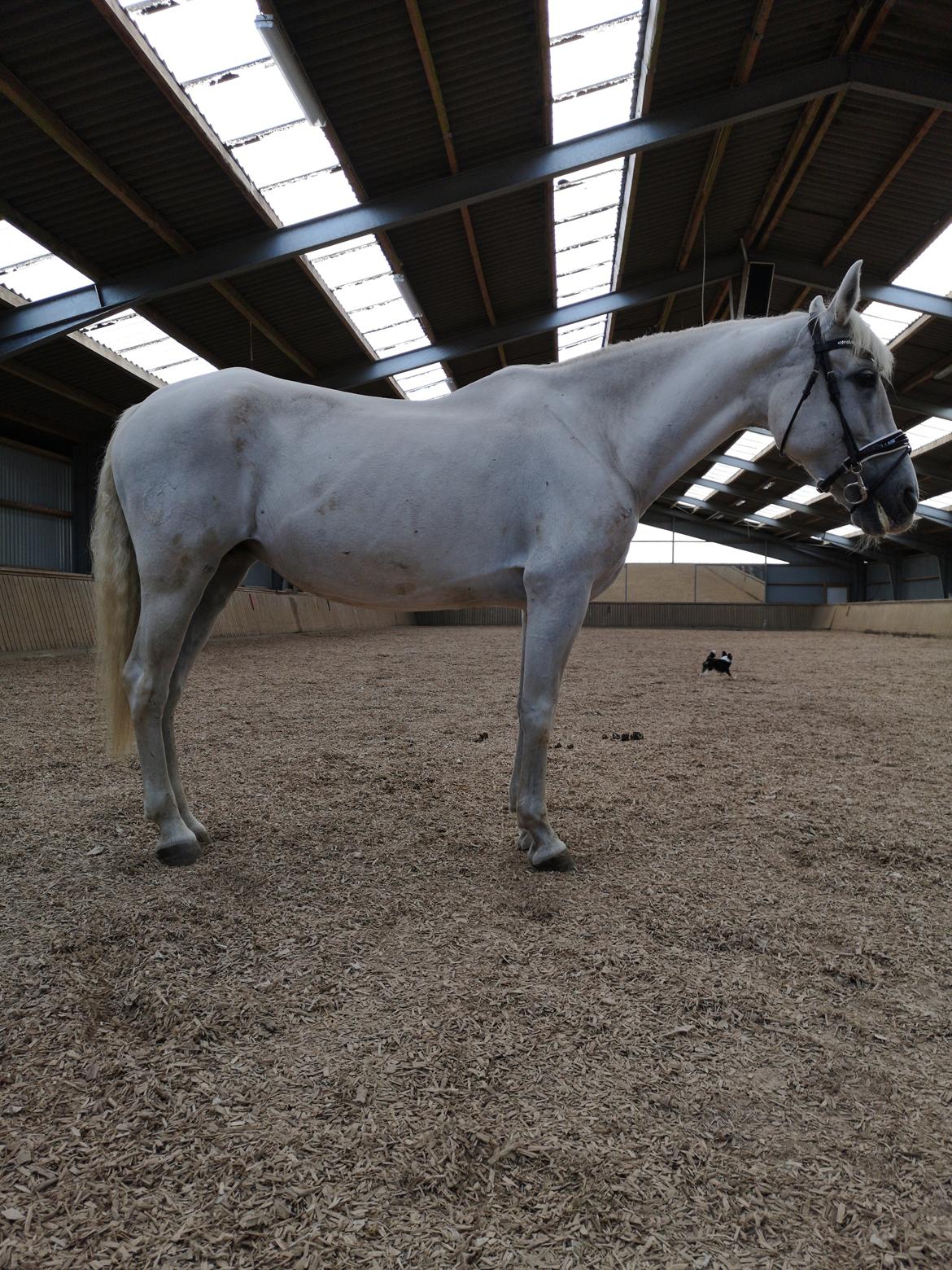 Pura Raza Española Olvidada XII billede 5