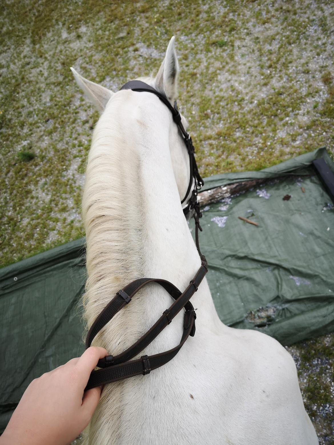 Pura Raza Española Olvidada XII billede 4