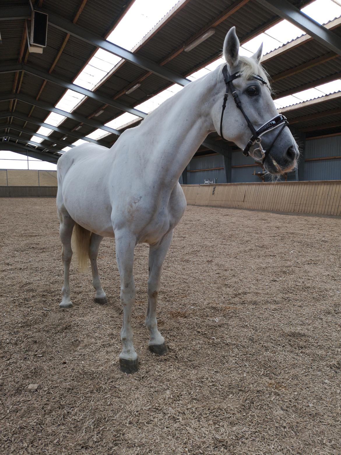 Pura Raza Española Olvidada XII billede 7