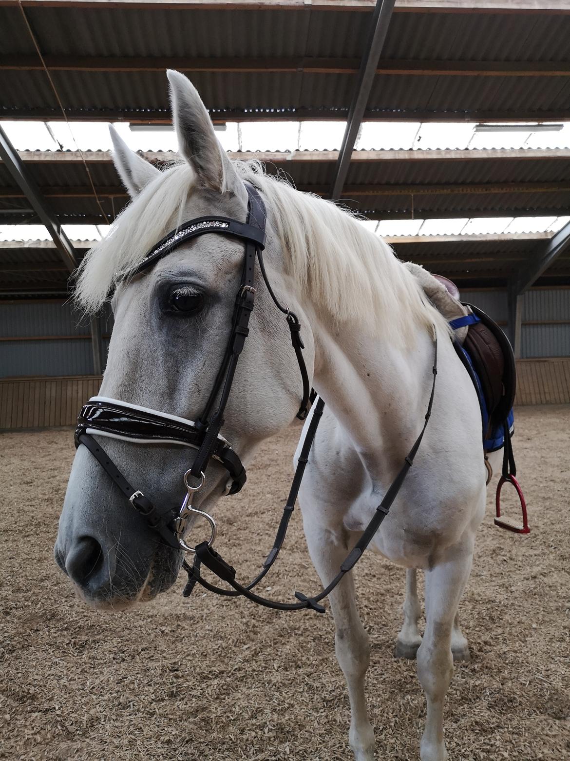 Pura Raza Española Olvidada XII billede 8