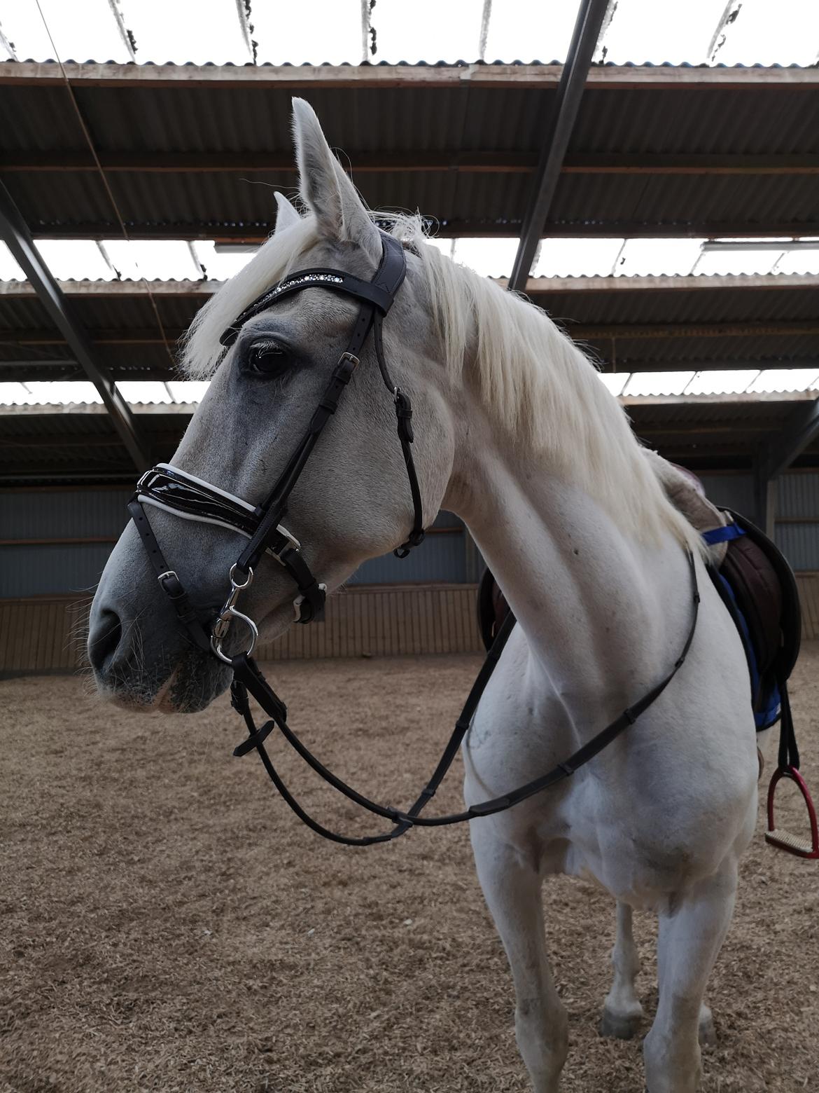 Pura Raza Española Olvidada XII billede 9