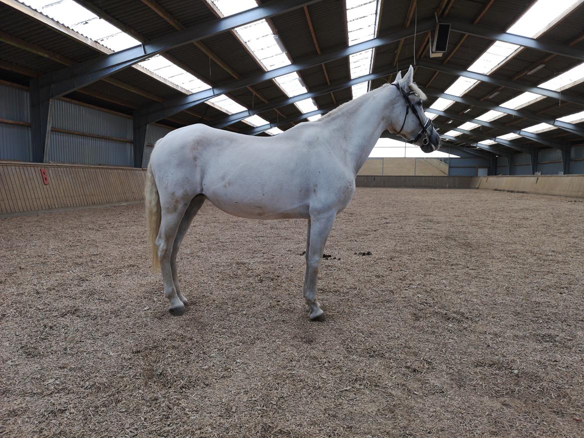 Pura Raza Española Olvidada XII billede 6