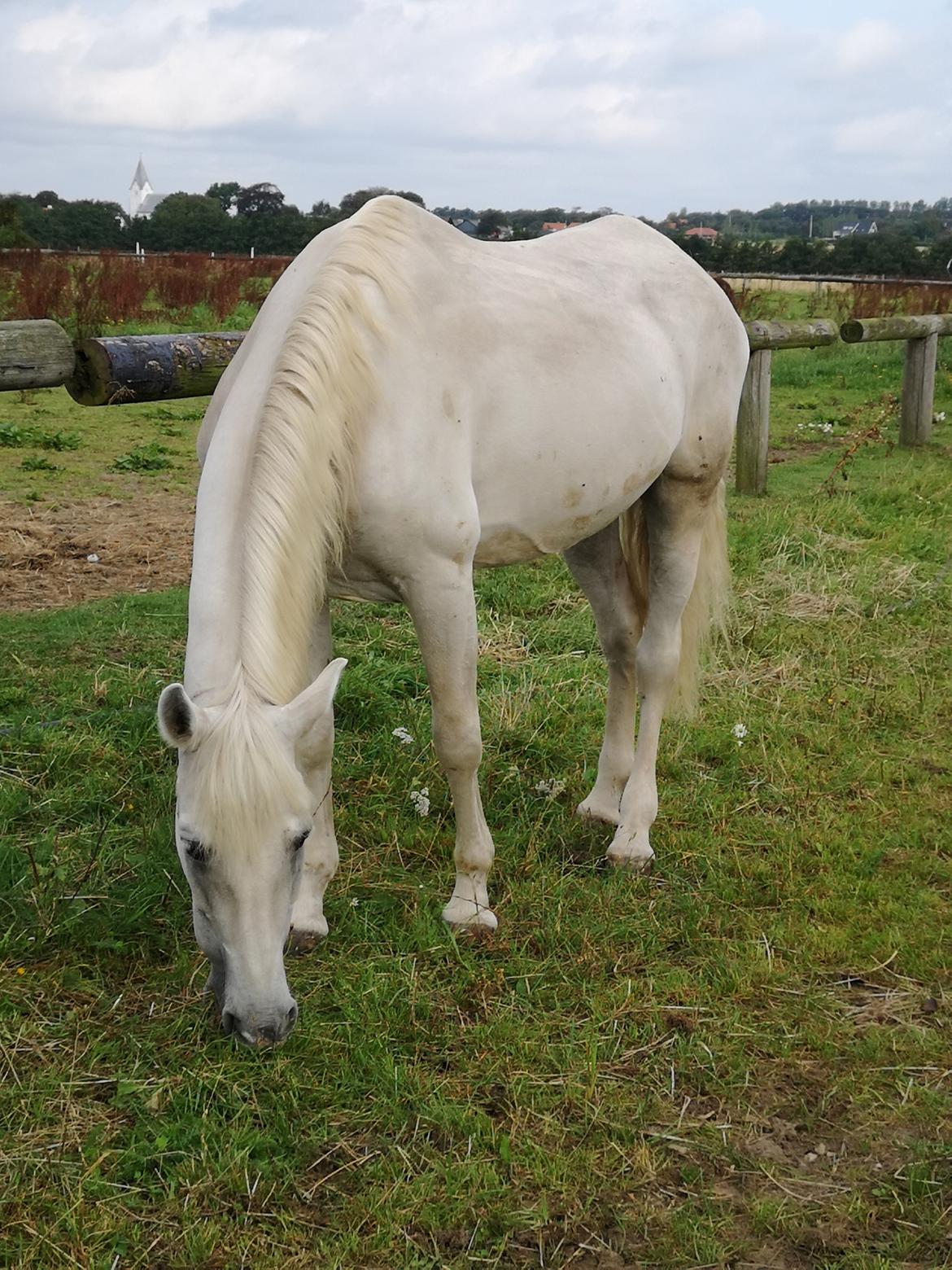 Pura Raza Española Olvidada XII billede 11